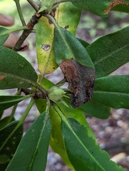 Rhododendron maximum