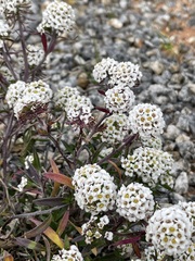 Lobularia maritima