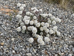 Lobularia maritima