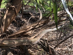 Eucalyptus viminalis