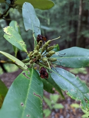 Rhododendron maximum