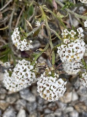 Lobularia maritima