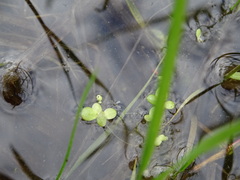 Lemna turionifera