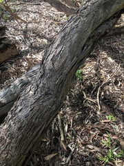 Eucalyptus viminalis