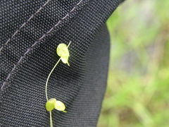 Lemna turionifera