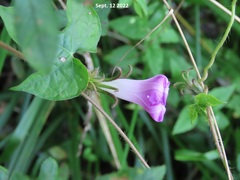 Ipomoea hederacea