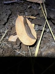 Ambigolimax valentianus