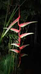 Heliconia chartacea