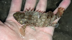 Epinephelus quoyanus