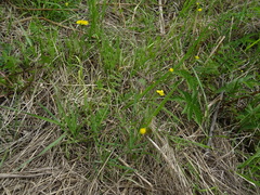Ranunculus auricomus