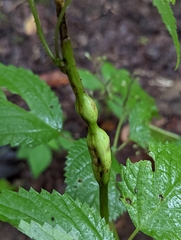 Neolasioptera laporteae