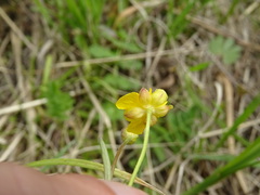 Ranunculus auricomus