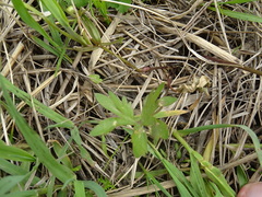 Ranunculus auricomus