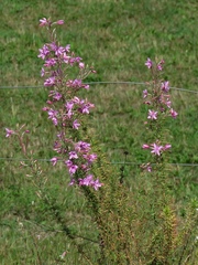 Chamaenerion dodonaei