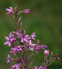 Chamaenerion dodonaei