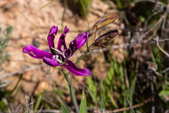 Sparaxis grandiflora