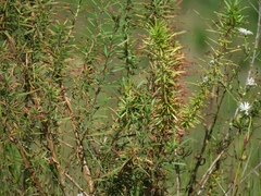 Chamaenerion dodonaei