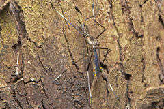 Toxorhynchites speciosus