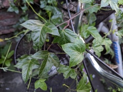 Passiflora suberosa