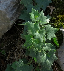 Bryonia