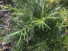 Notelaea linearis