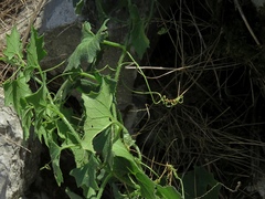 Bryonia