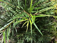 Notelaea linearis