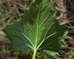 Bryonia