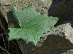 Bryonia
