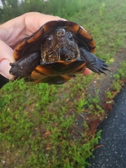 Kinosternon subrubrum