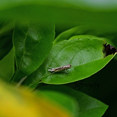 Culladia hastiferalis