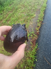 Kinosternon subrubrum