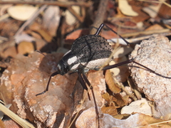 Stenocara gracilipes