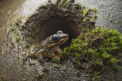 Amolops hongkongensis