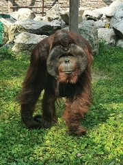 Pongo