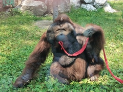 Pongo