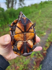 Kinosternon subrubrum