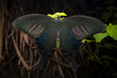 Papilio bianor