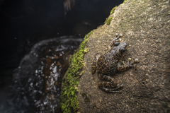 Amolops hongkongensis