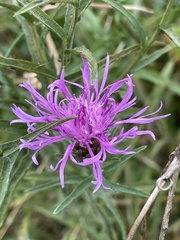 Centaurea nigra