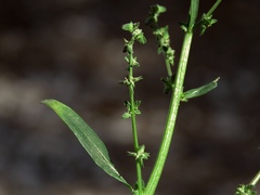 Atriplex patula