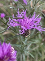 Centaurea nigra