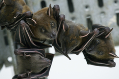 Cynopterus sphinx