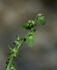 Atriplex patula