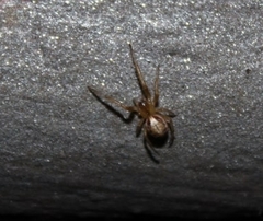 Zygiella x-notata