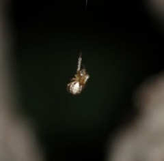 Zygiella x-notata