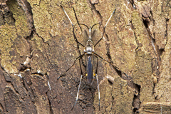 Toxorhynchites speciosus