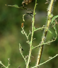 Ophraella communa