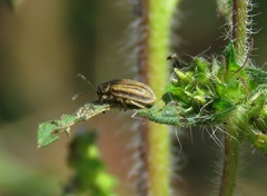Ophraella communa