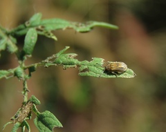 Ophraella communa